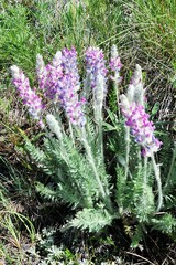 Oxytropis splendens