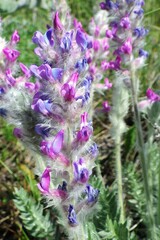 Oxytropis splendens
