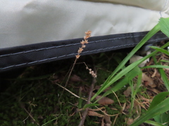 Plantago virginica