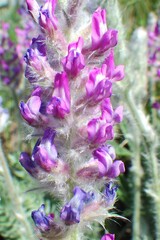 Oxytropis splendens