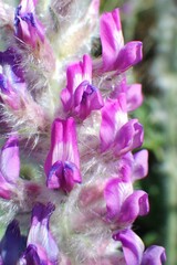 Oxytropis splendens