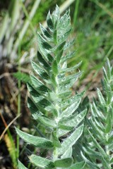 Oxytropis splendens