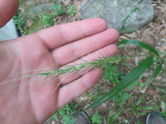 Elymus villosus