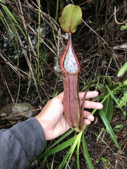 Nepenthes sanguinea