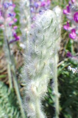 Oxytropis splendens