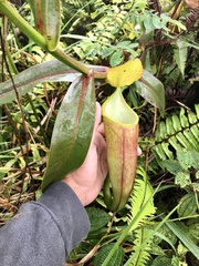 Nepenthes sanguinea