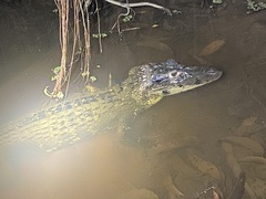 Melanosuchus niger