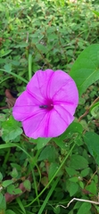 Ipomoea pedicellaris