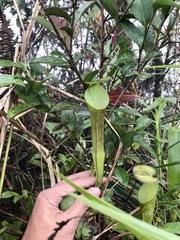 Nepenthes ramispina
