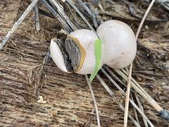Lycogala flavofuscum