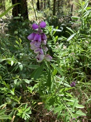 Polygala virgata