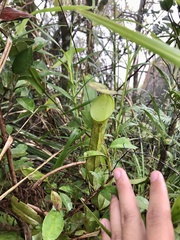 Nepenthes ramispina