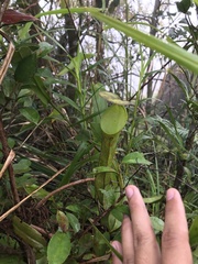 Nepenthes ramispina