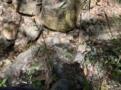 Cryptostylis leptochila