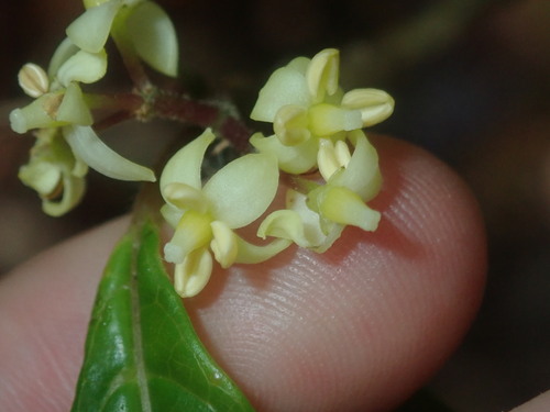 Image of Abrophyllum ornans by (c) Thomas Mesaglio, some rights reserved (CC BY)