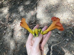 Campsis