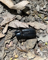 Heteronychus arator