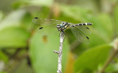 Austroepigomphus praeruptus