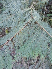 Chamaecyparis formosensis