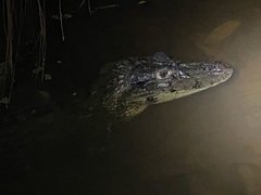 Melanosuchus niger