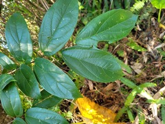 Celtis tetrandra