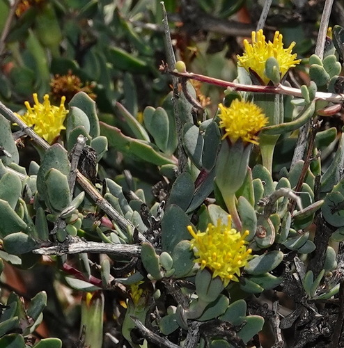 Othonna spinescens