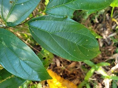 Celtis tetrandra