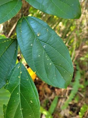 Celtis tetrandra