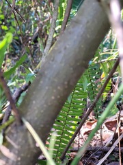 Celtis tetrandra