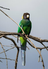 Barnardius zonarius semitorquatus
