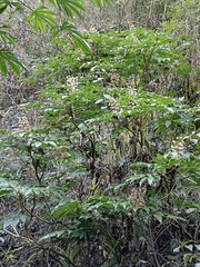 Fatsia polycarpa