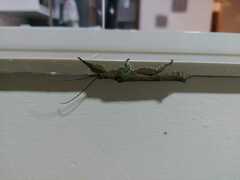 Prisopus sacratus
