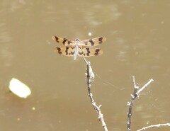 Rhyothemis graphiptera