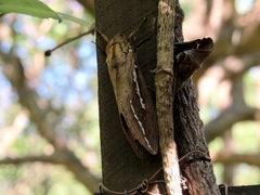 Abantiades argyrosticha