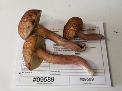Boletus