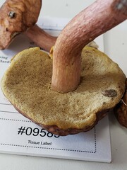 Boletus