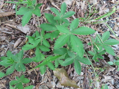 Potentilla simplex