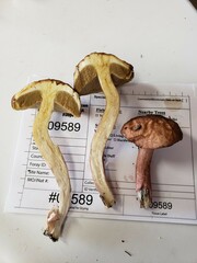 Boletus