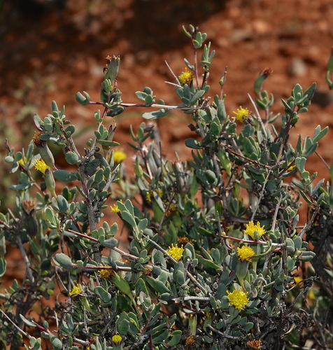 Othonna spinescens