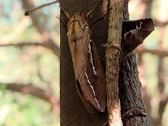 Abantiades argyrosticha