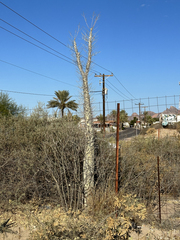 Fouquieria columnaris