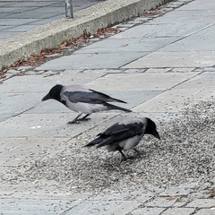 Corvus cornix