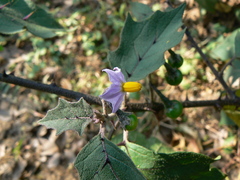 Solanum violaceum