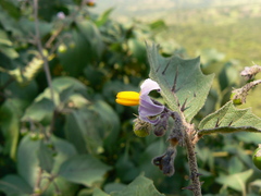 Solanum violaceum