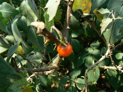 Solanum violaceum