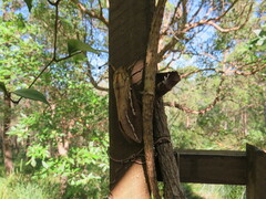 Abantiades argyrosticha