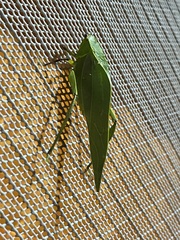 Frontinus