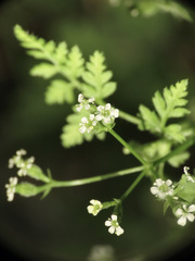 Anthriscus caucalis