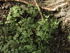 Anthriscus caucalis