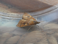 Mnesictena flavidalis